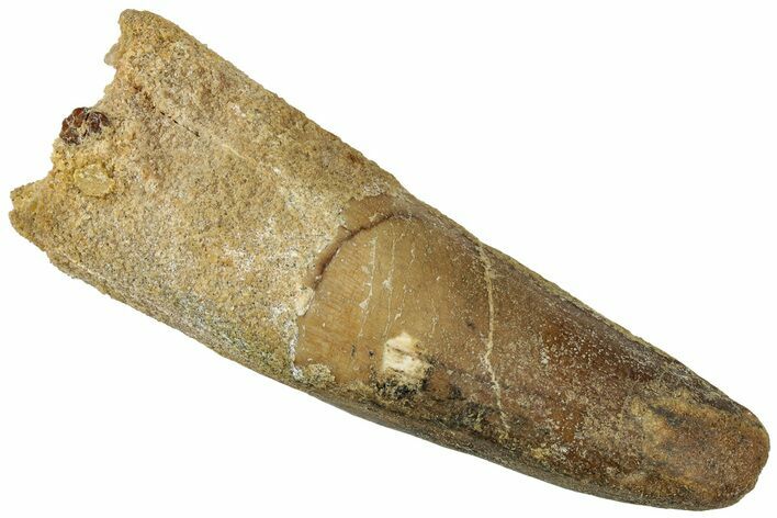 Bargain, Fossil Spinosaurus Tooth - Real Dinosaur Tooth #311301